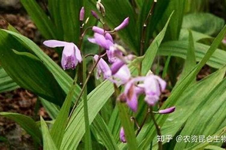 白芨壮根叶面肥的使用方法,白芨壮根叶面肥用哪种好？