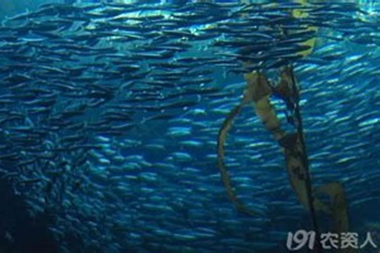 海藻精对植物的作用(海藻精对植物的作用如何区分好坏)