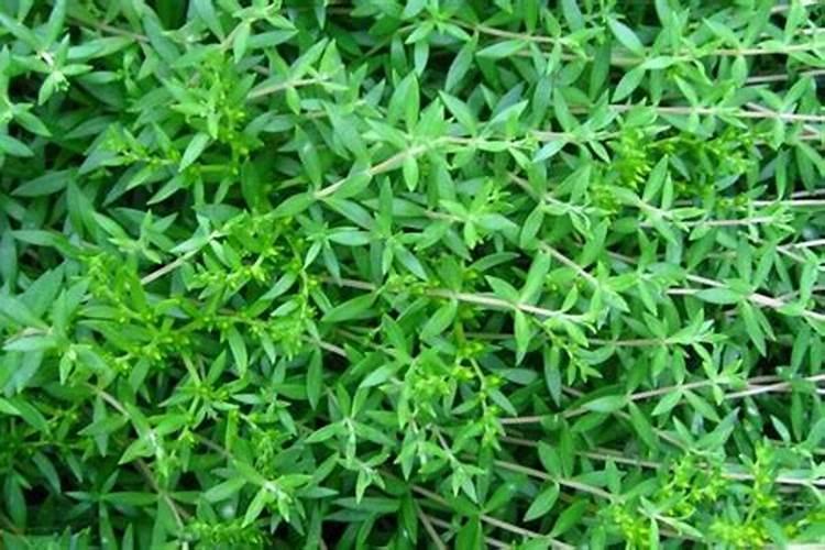 垂盆草怎么施肥