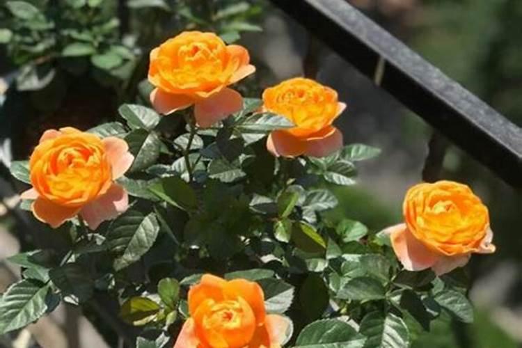 月季花肥用什么肥料好