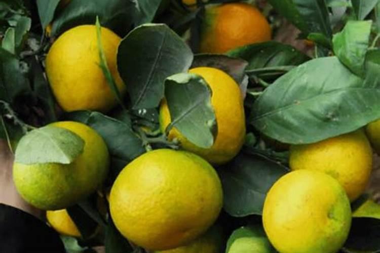 想要柑橘转色快一点,用什么肥料最好？