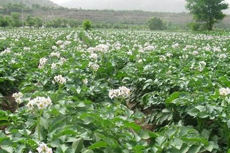 种土豆用什么肥好 种土豆用哪种肥好