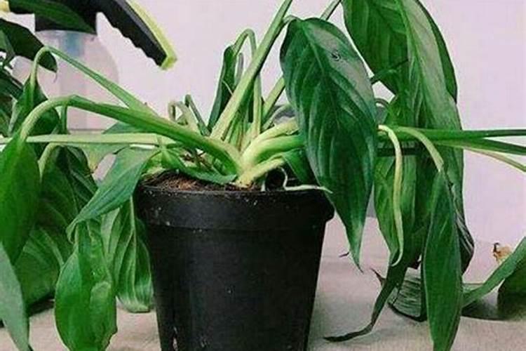 植物施肥过多烧根了怎么办