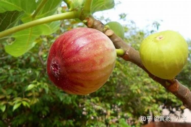 无花果施什么肥好