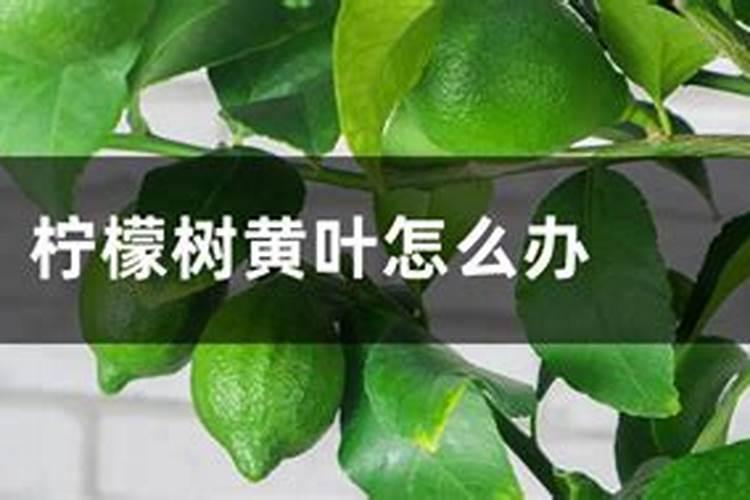 柠檬树叶子发黄怎么办