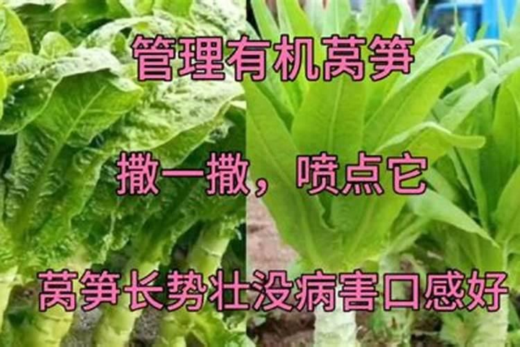 莴苣什么时候硼大