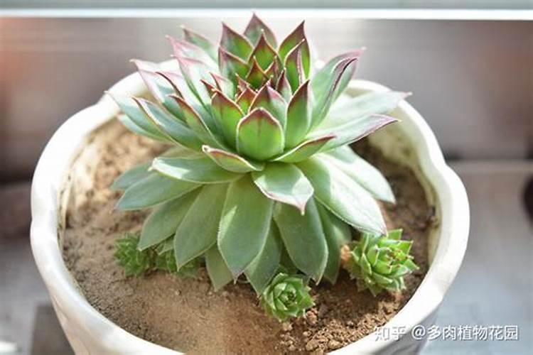 观音莲什么季节施肥最好 施肥多少合适