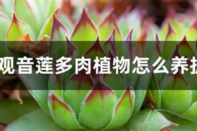 观音莲如何施肥