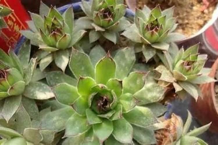 观音莲的养殖方法