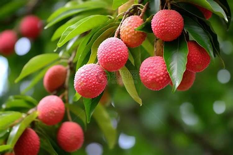 荔枝生长需要的营养