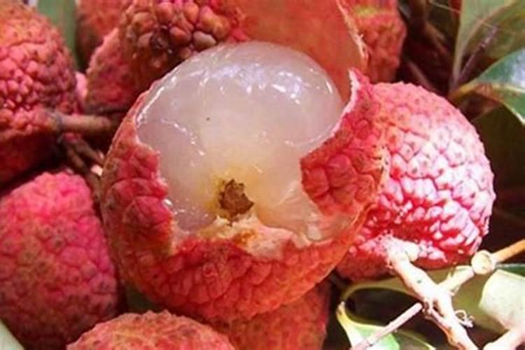 荔枝生长需要的营养