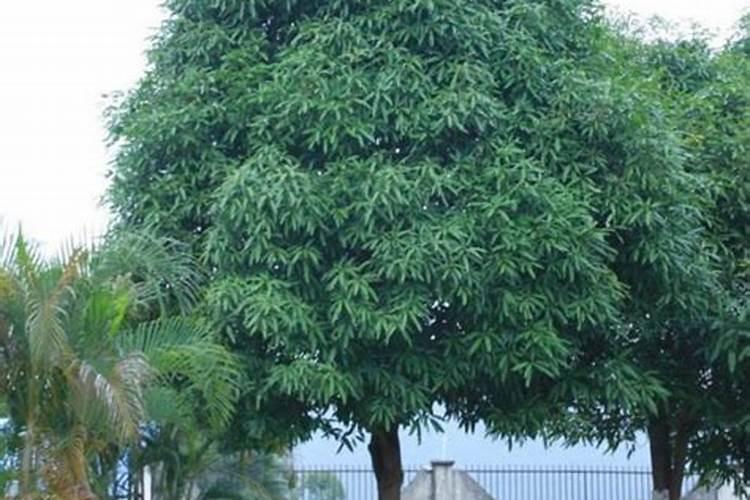 西兰花最爱3种肥料