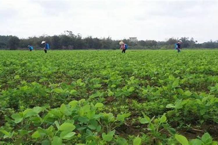 种植毛豆需要施什么肥 一起来看下吧