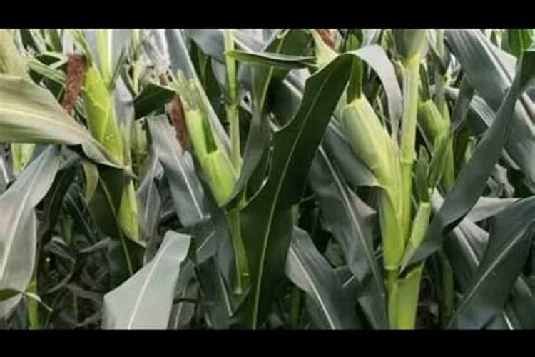 玉米硼肥啥时施最佳