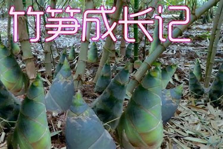 雷竹笋用什么肥料会变粗