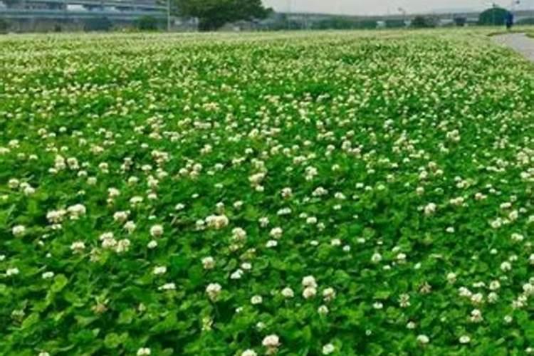 白三叶草固氮效果