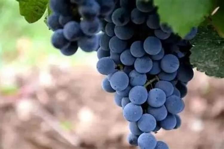 促使葡萄脱青转色的最佳途径是什么