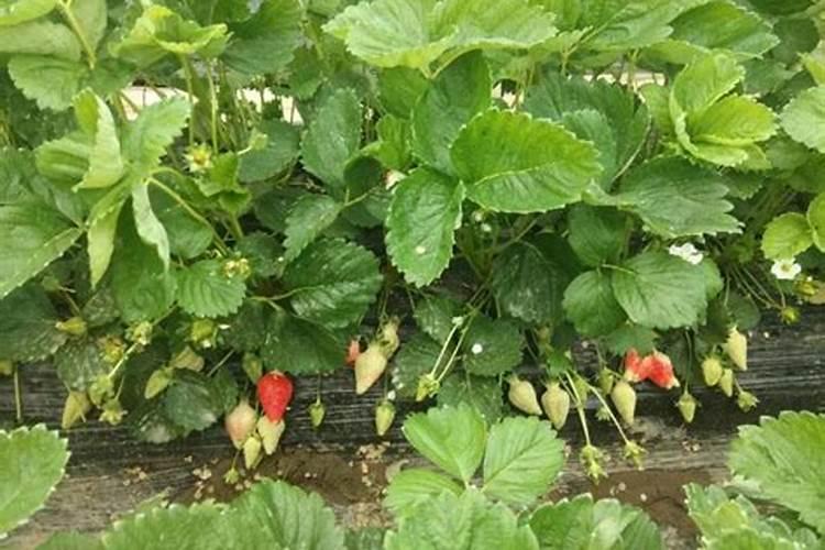 草莓只长藤不结果怎么办