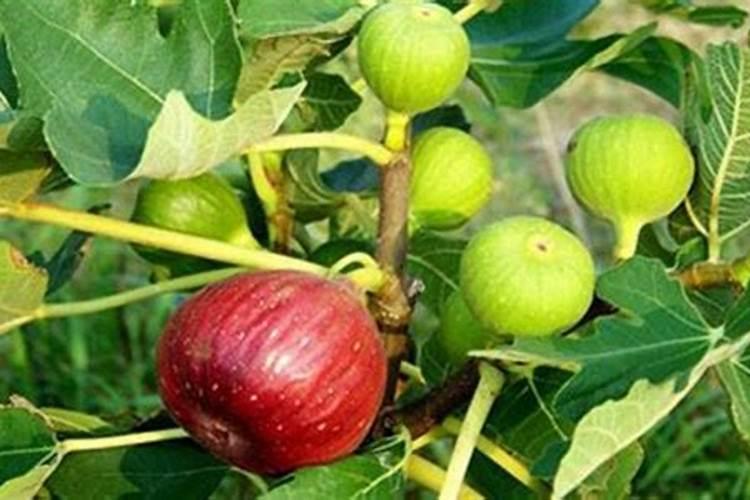 无花果施什么肥好