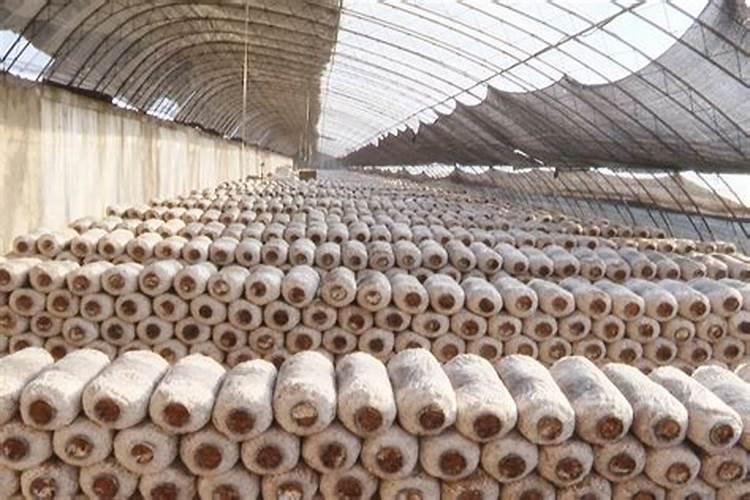 平菇种植常见误区是什么