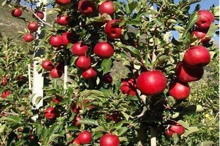 果树荔枝能用膨大剂吗？荔枝专用肥哪家好？荔枝膨大增产肥料金泰靓百 ...