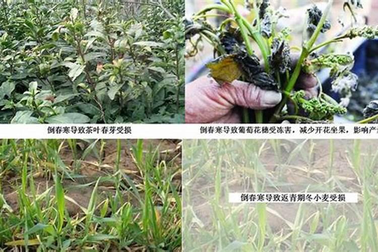 苹果树春季“水肥”是怎么回事