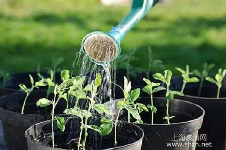 30公斤水放多少米酒喷洒叶面肥