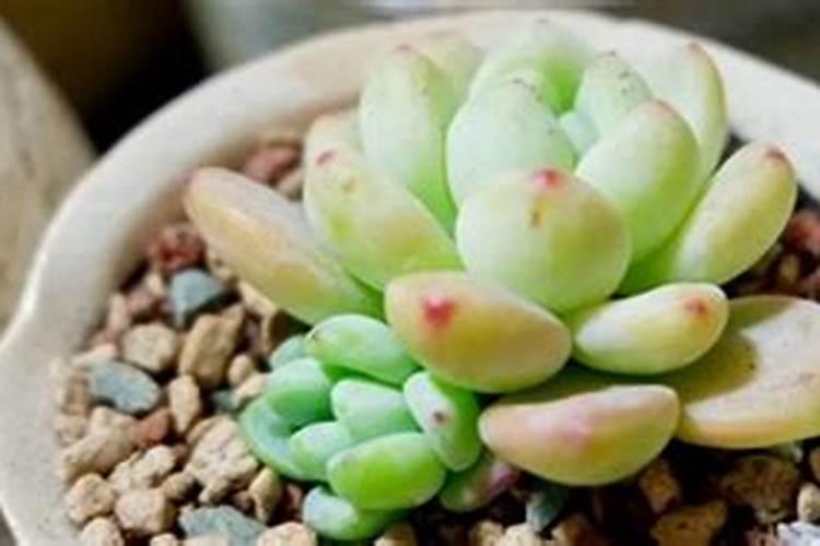 多肉怎样施肥又大又肥