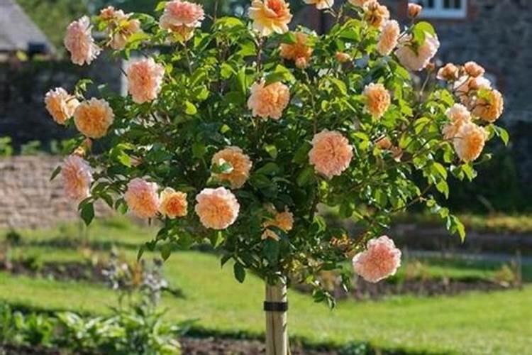 月季花施肥施什么肥料