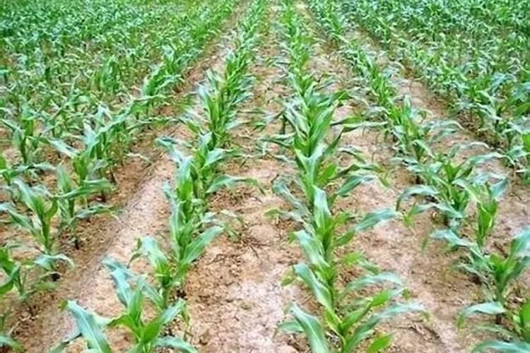 种植玉米,记住这几点,就能让玉米多收五百斤