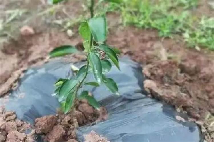 辣椒开花施什么肥适合 可以施加氮肥吗