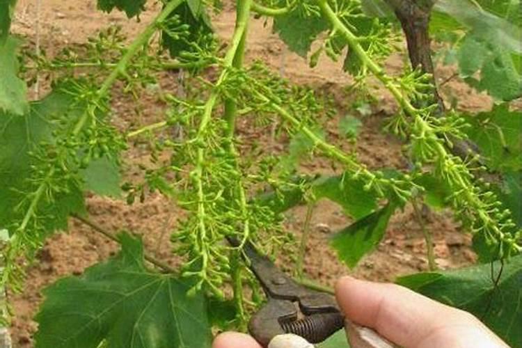 葡萄开花期施什么肥料最好