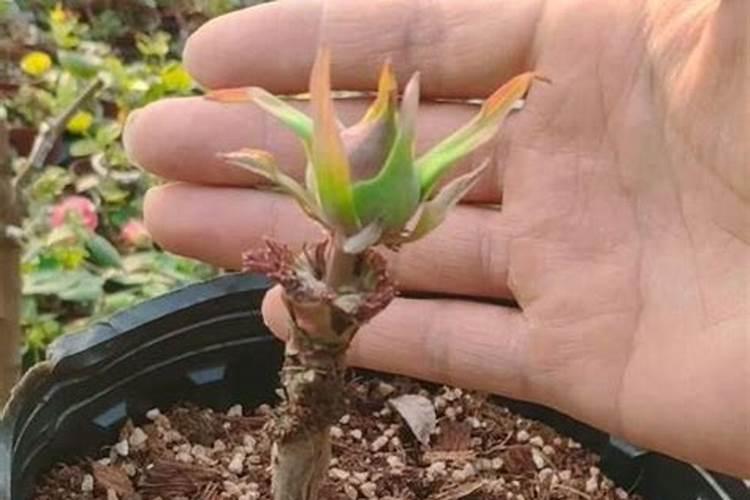 牡丹花的根种植方法(牡丹花如何生根)