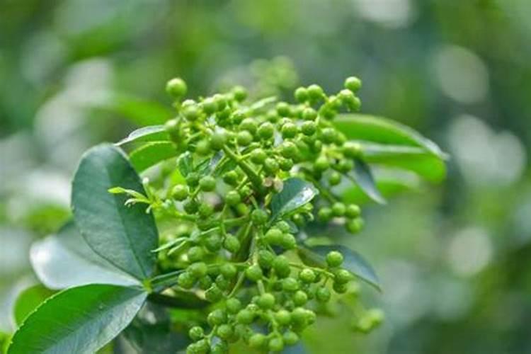 花椒树施什么化肥好