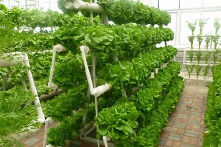 无土栽培营养液配方及复配注意事项!