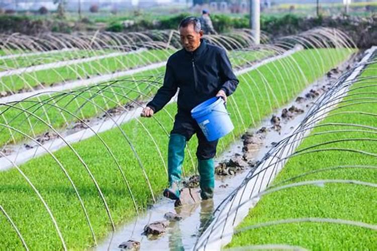 西瓜育苗期用什么水溶肥料能促进苗快速生长？