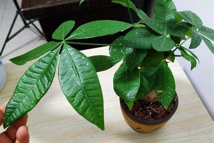 发财树可以浇尿素水吗？