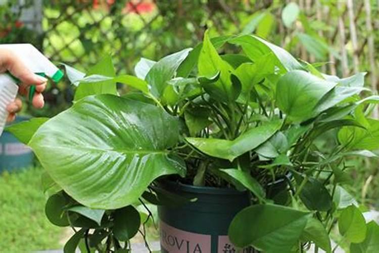 绿萝能喂碳酸氢氨吗？