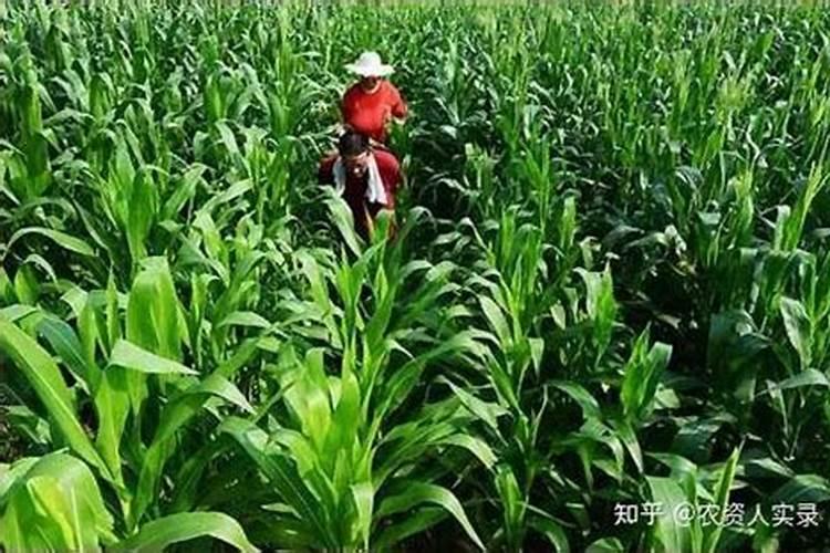 玉米中后期不追尿素可以喷液体氮肥代替吗