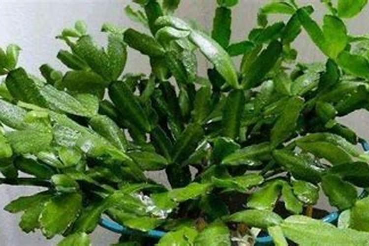 蟹爪兰有花苞后施磷酸二氢钾,是兑水喷洒叶片,还是怎么施？