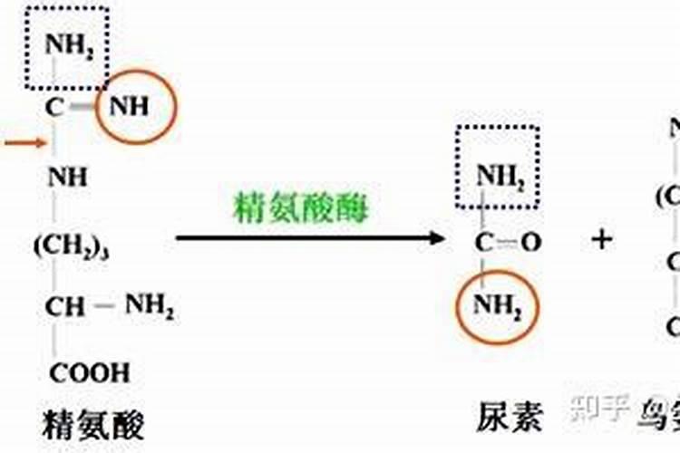 区别尿素和铵盐的方法是加碱研磨,无氨味的是？