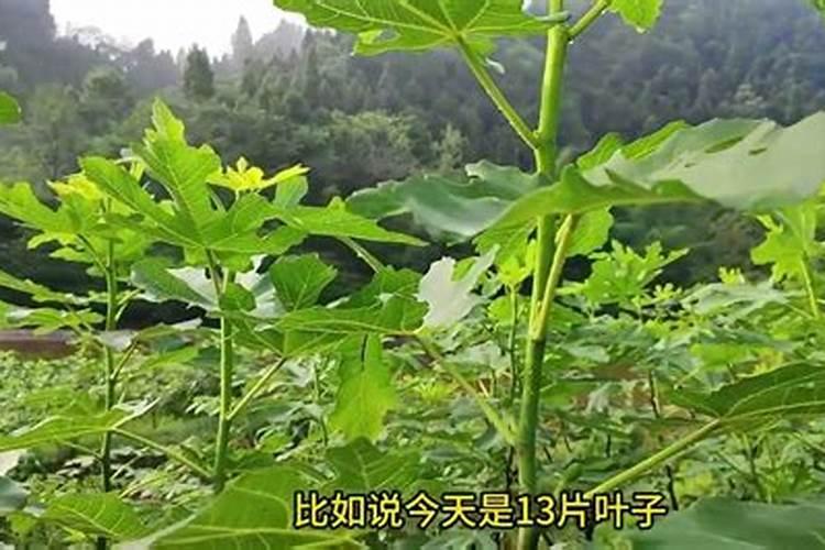 无花果树缺钙有什么症状补救措施是什么？