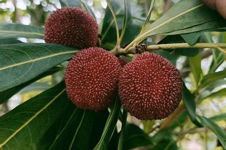 果树挂果期需要用哪种肥料？果树保花保果用什么肥料？