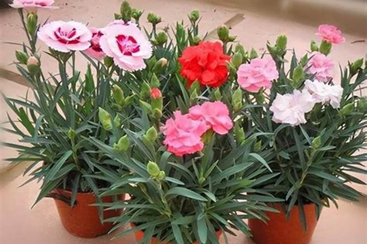 康乃馨刚刚栽的怎么浇水施肥