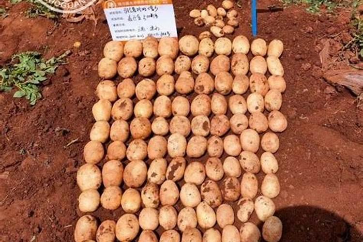 钾肥正确使用方法