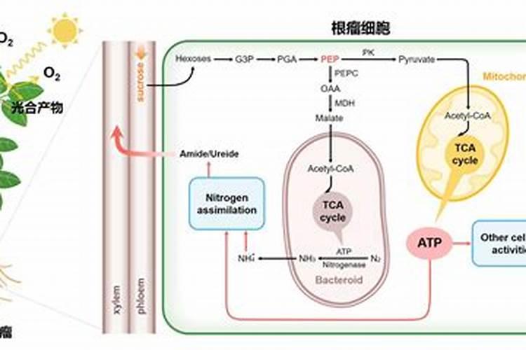 大豆的正确施肥方法