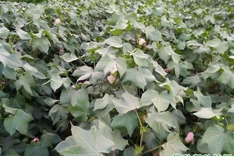 芸苔素对棉花有什么作用