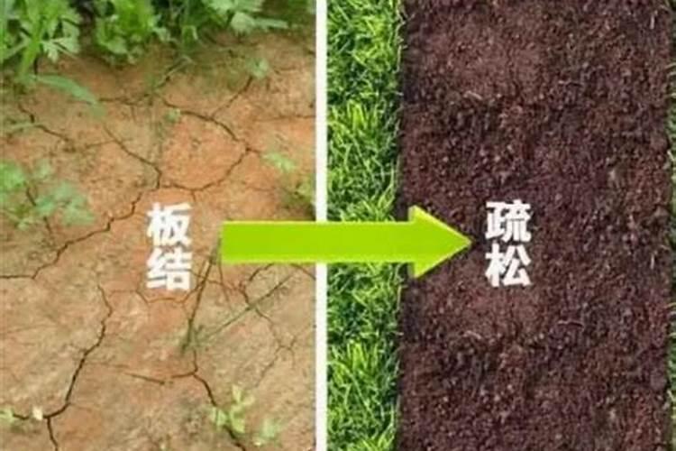 磷肥能改善土壤板结吗