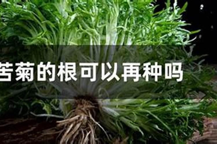 土里根须太多.会影响其他花卉植物吗？