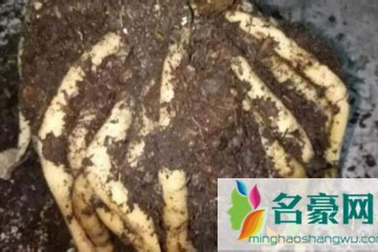 请问我的兰花根须太多怎么办